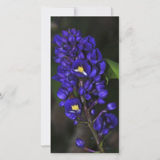 Purple Ginger