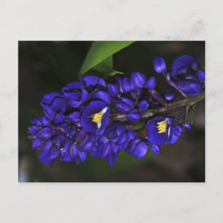 Purple Ginger Postcard