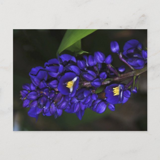 Purple Ginger Postcard (Front)