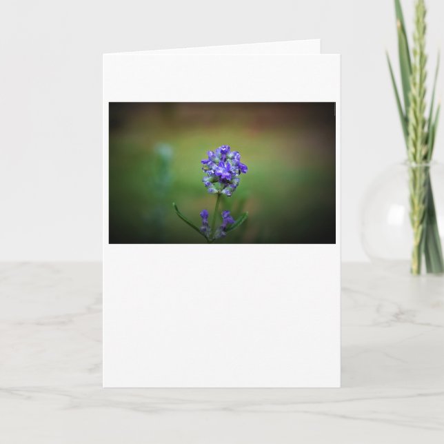 Purple glacé, carte (Devant)