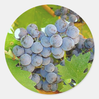 Purple Grapes at Harvest Photo Classic Round Sticker