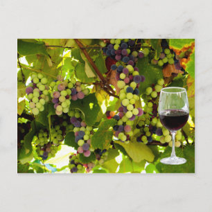 Purple Grapes Growing on the Vine with Wineglass Postcard