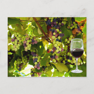Purple Grapes Growing on the Vine with Wineglass Postcard