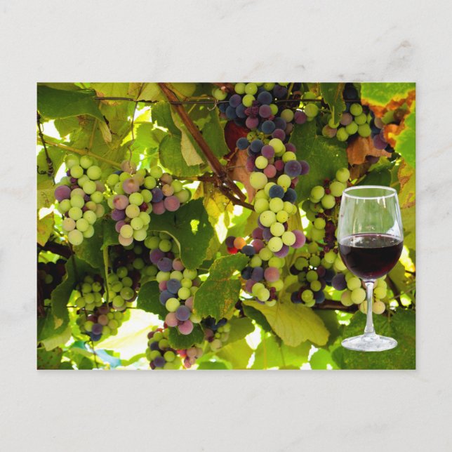 Purple Grapes Growing on the Vine with Wineglass Postcard (Front)
