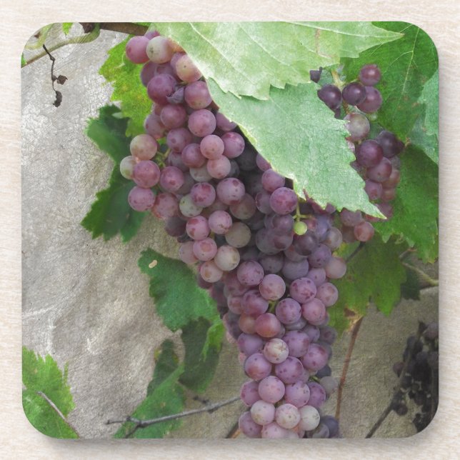Purple Grapes on the Vine Coaster (Front)
