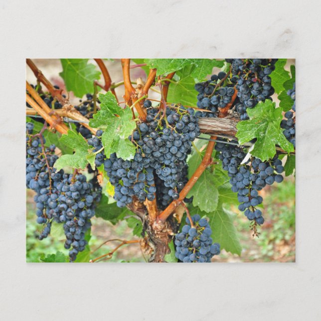 Purple grapes postcard (Front)