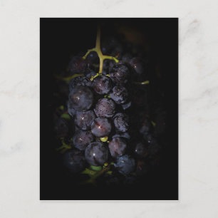 Purple Grapes Postcard