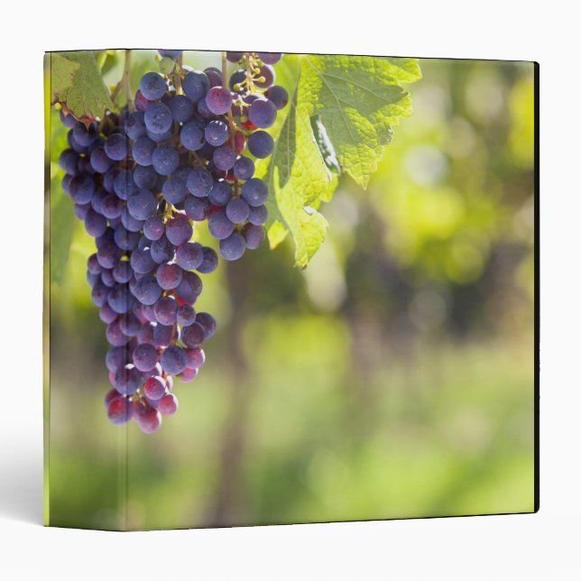 Purple grapevine binder (Front/Spine)