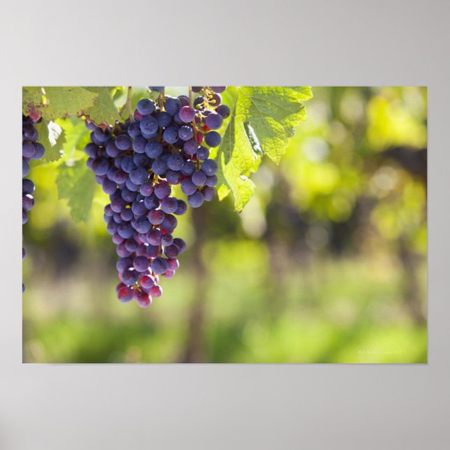 Purple grapevine poster (Front)