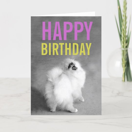 happy birthday pomeranian