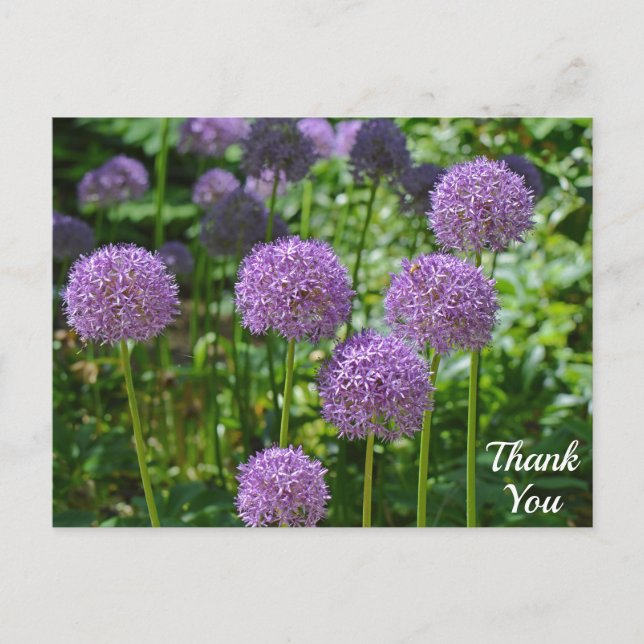 Purple Group of Allium Flowers Thank You Postcard (Front)