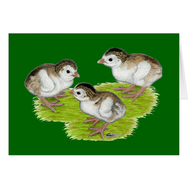 Purple Guinea Keets (Front Horizontal)