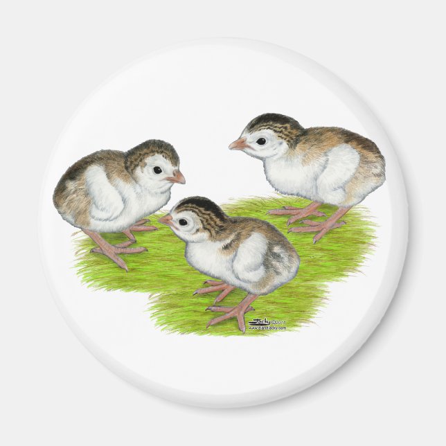 Purple Guinea Keets Magnet (Front)