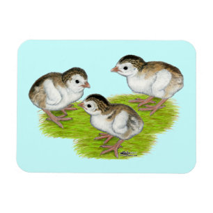 Purple Guinea Keets Magnet