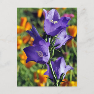 Purple Harebell Flower Postcard