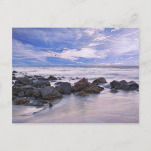 Purple Haze Postcard