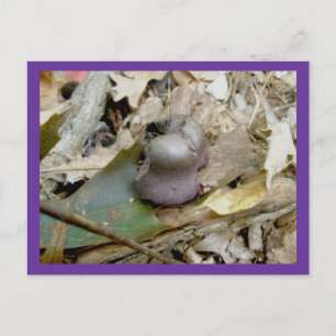 Purple Helmut Mushroom Postcard
