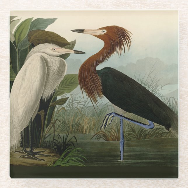 Purple Heron Audubon Bird Wildlife Painting Glass Coaster (Front)