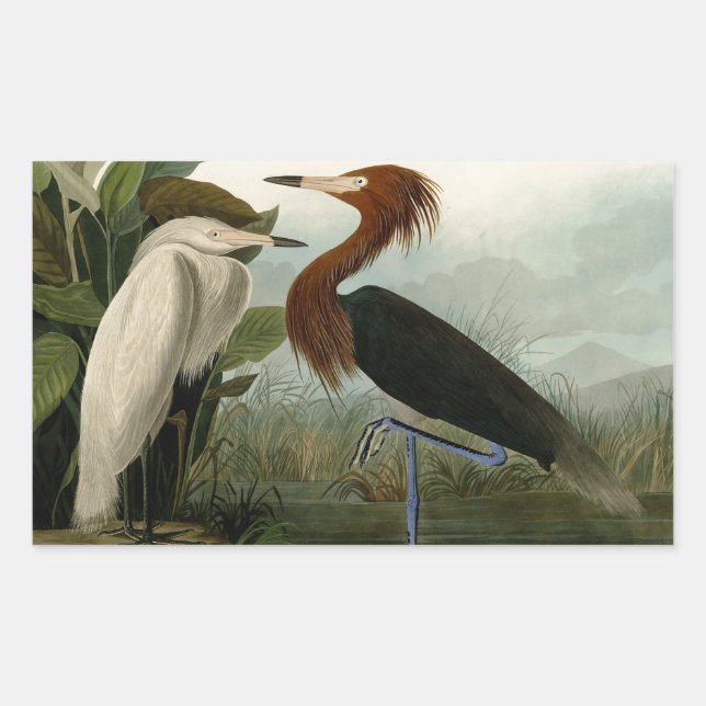 Purple Heron Audubon Bird Wildlife Painting Sticker (Front)
