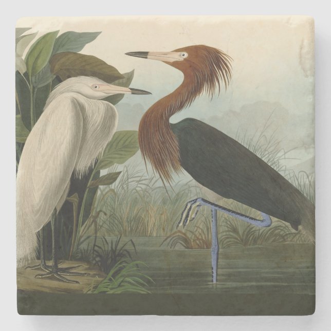Purple Heron Audubon Bird Wildlife Painting Stone Coaster (Front)