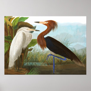 Purple Heron by John James Audubon Poster