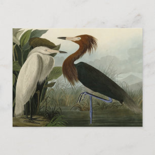 Purple Heron - from Audubon's Birds of America Postcard
