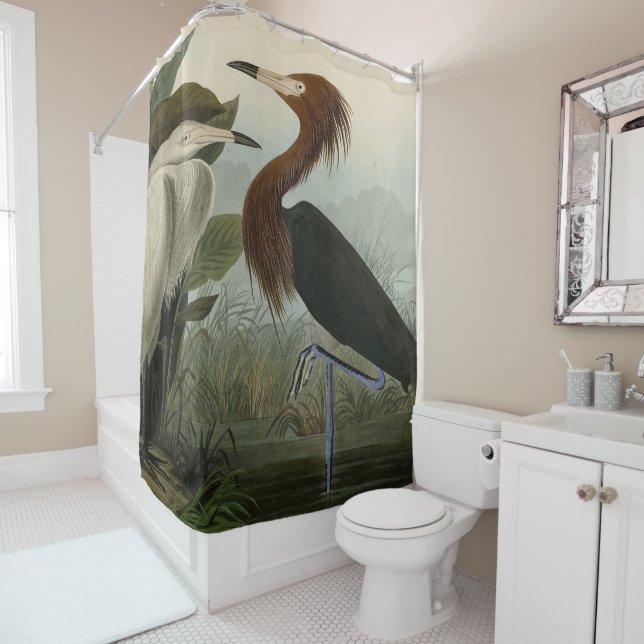 Purple Heron - from Audubon's Birds of America Sho (In Situ)