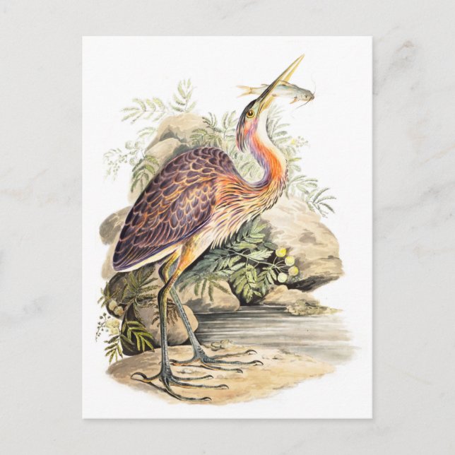 Purple Heron (with fish) art by Elizabeth Gwillim  Postcard (Front)