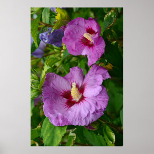 Purple hibiscus flowers poster