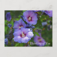 Purple Hibiscus Garden Flowers Thinking of You