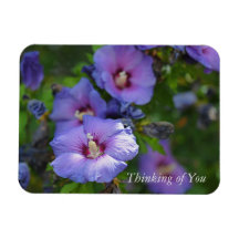 Purple Hibiscus Garden Flowers Thinking of You