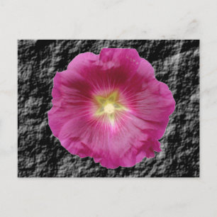 Purple Hollyhock Postcard