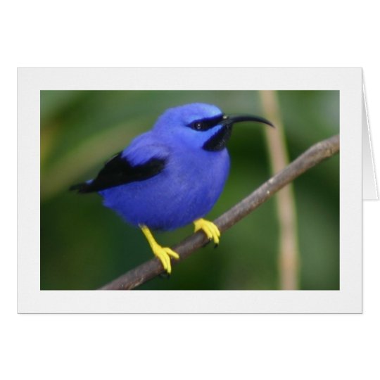 Purple Honeycreeper Card