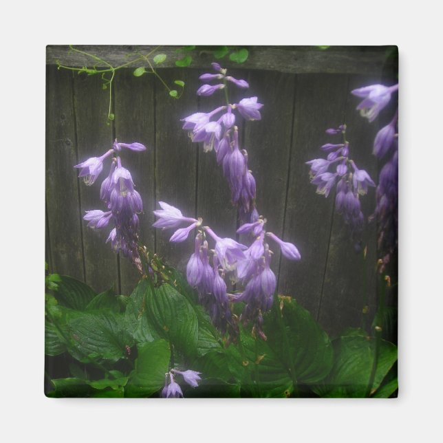 PURPLE HOSTA BELLS MAGNET (Front)