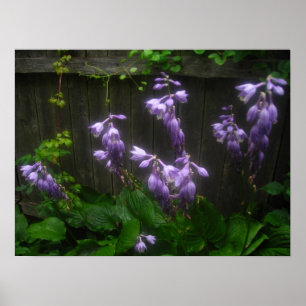 purple hosta bells poster