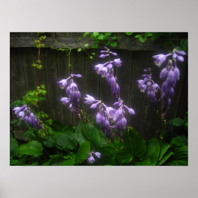 purple hosta bells poster (Front)