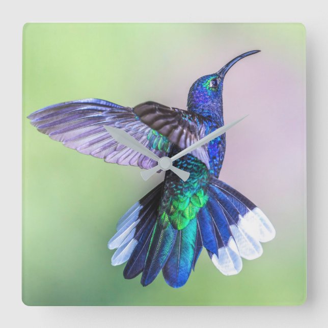 Purple Hummingbird in a Graceful Pose Square Wall Clock (Front)