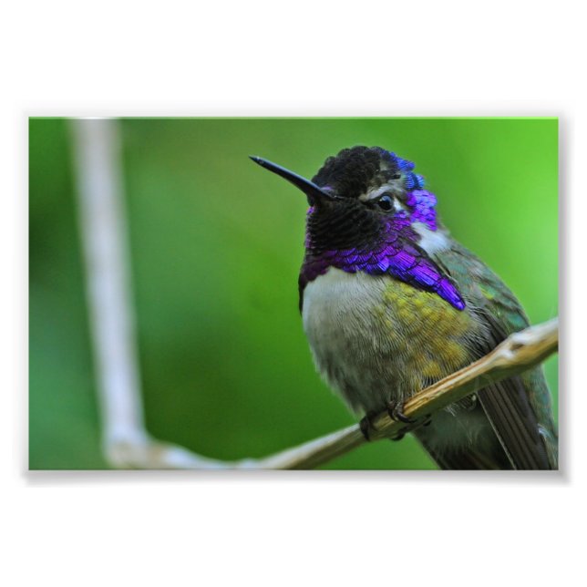 Purple Hummingbird Photo Print (Front)