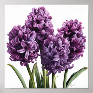 Purple Hyacinth Flower Art Print Poster 