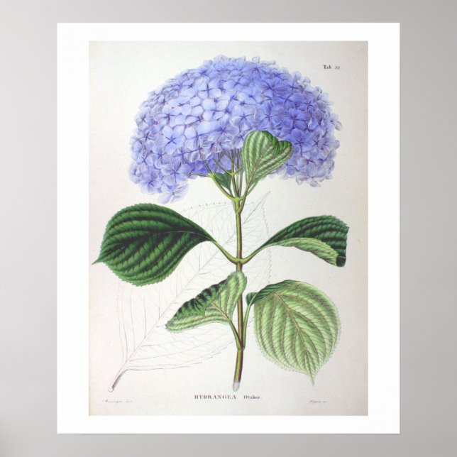 Purple Hydrangea Botanical Drawing Poster Print (Front)