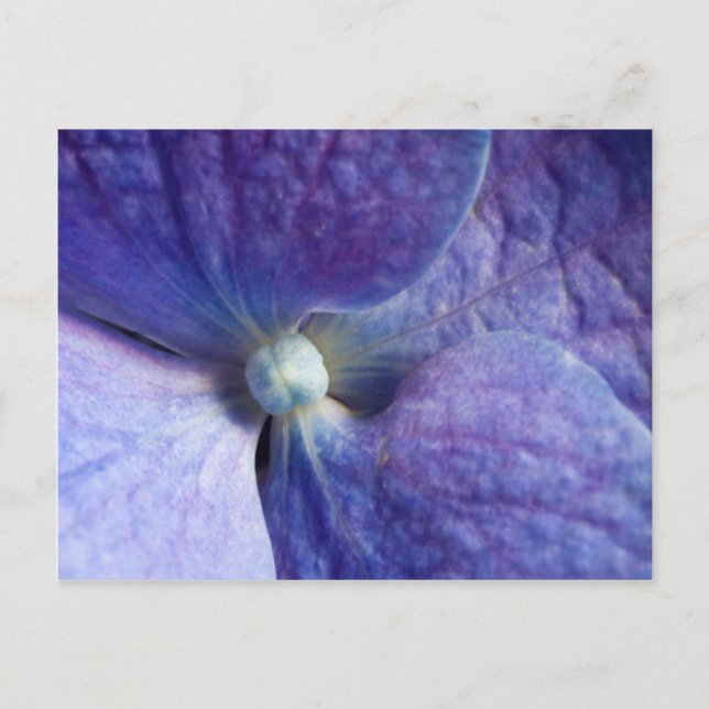 Purple Hydrangea Event And Wedding Announcement (Front)