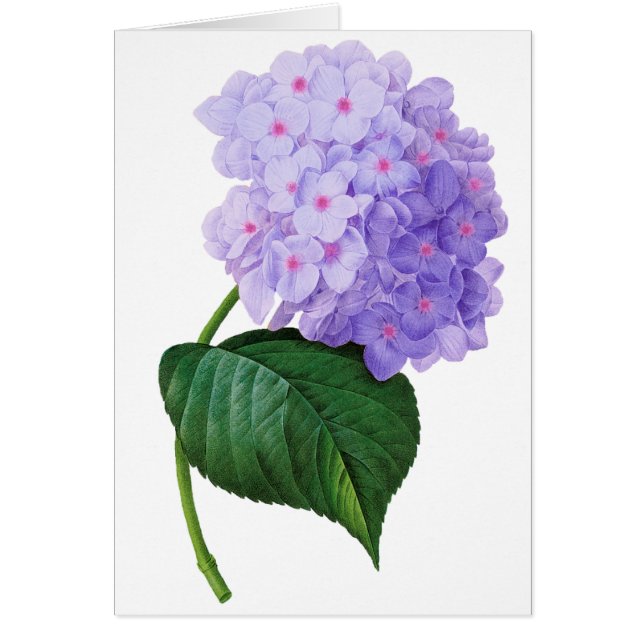 Purple Hydrangea Greeting Card (Front)