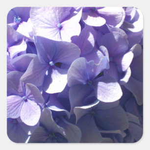 Purple Hydrangea Square Sticker