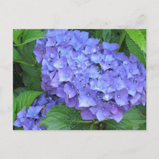 Purple Hydrangeas Postcard