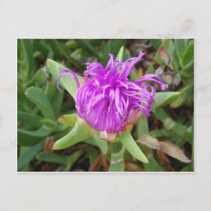 Purple Ice Plant Flower Postcard