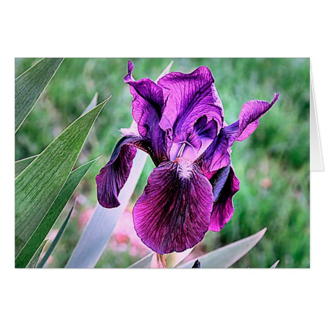 Purple Iris (Front Horizontal)