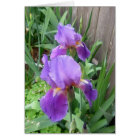 Purple Iris