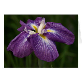 Purple Iris