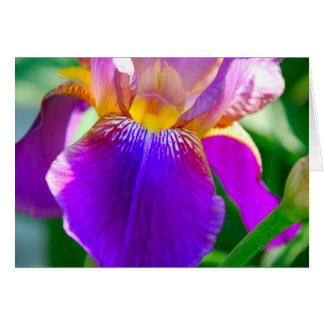 Purple Iris