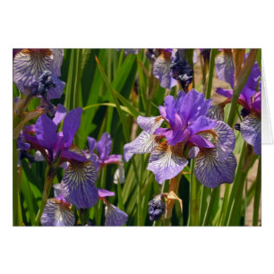 Purple Iris